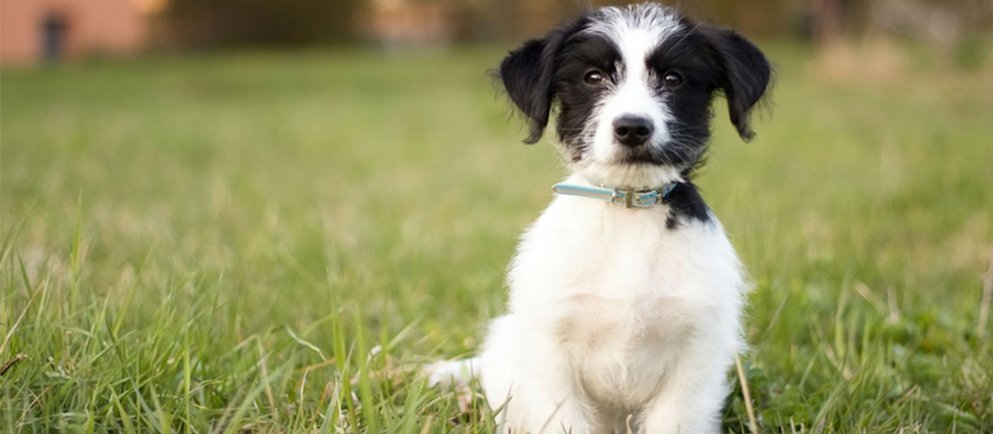 Erziehung eines jungen Welpen