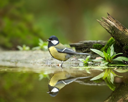 Wildvogel an Wasser