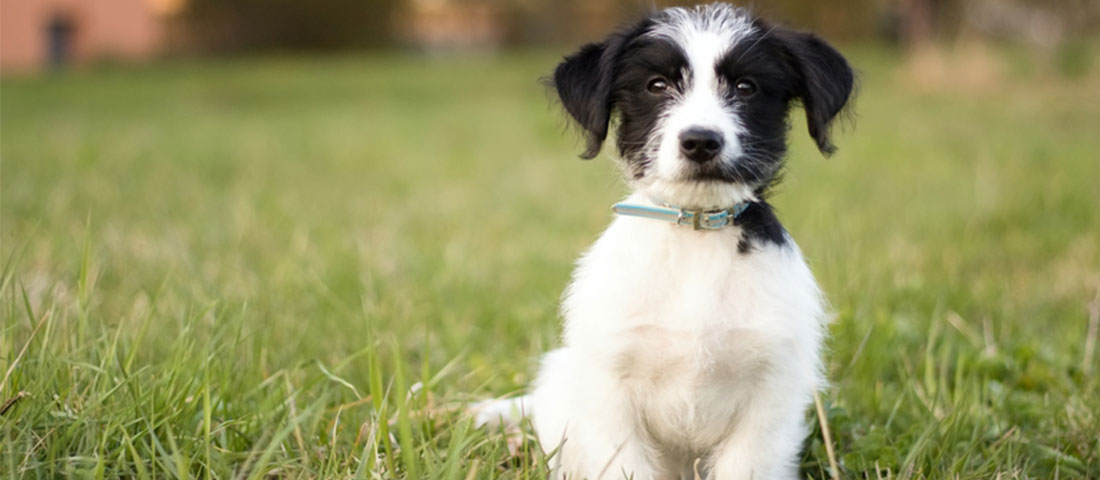 Erziehung eines jungen Welpen