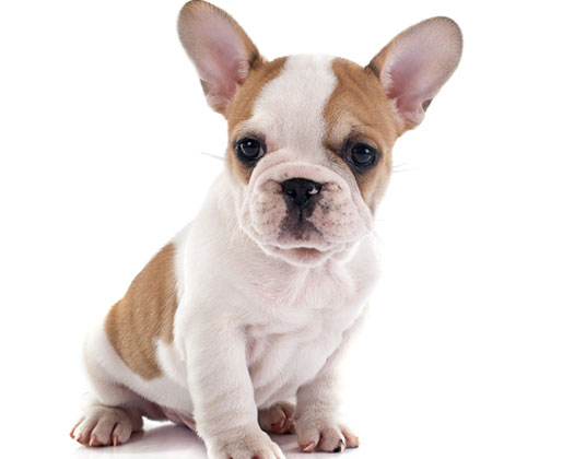 Junger Welpe mit großen Ohren