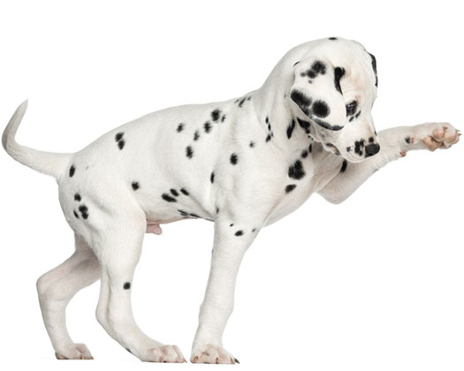 Junger Welpe beim Spaziergang